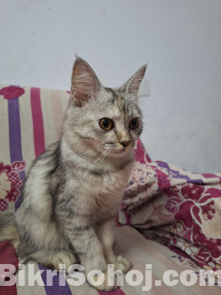 Persian cat